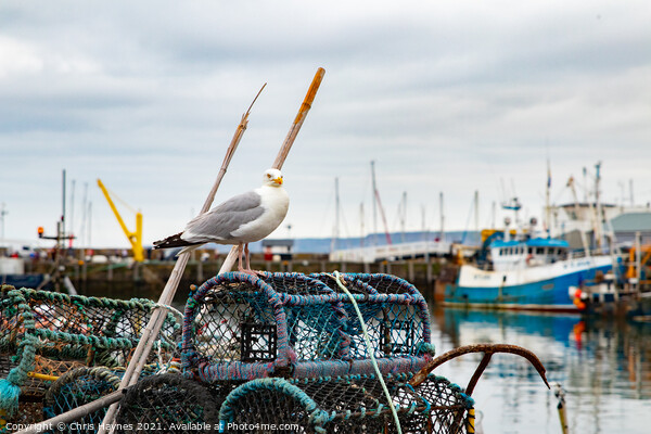 Seagull in Scarborough Harbour Picture Board by Chris Haynes