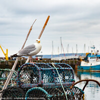 Buy canvas prints of Seagull in Scarborough Harbour by Chris Haynes