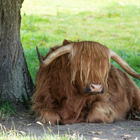 Buy canvas prints of Highland Cow Resting by Chris Haynes