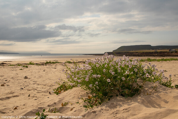 Dunnet Beach  Picture Board by Chris Haynes