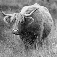 Buy canvas prints of A Highland cow standing on top of a dry grass fiel by Chris Haynes