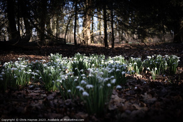 Spotlight on Snowdrops Picture Board by Chris Haynes