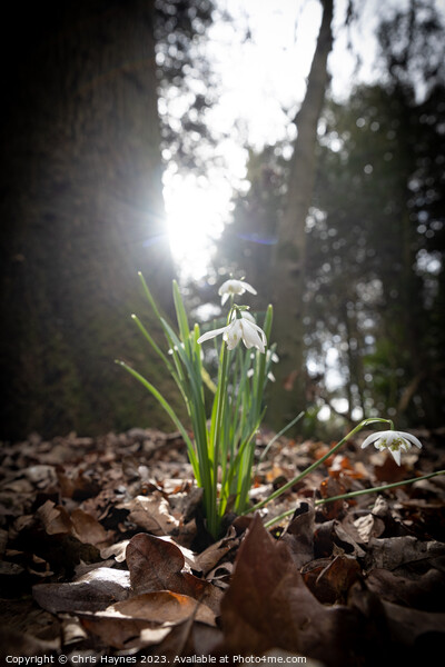 Small bunch of snowdrops in the early spring sun Picture Board by Chris Haynes