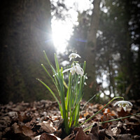 Buy canvas prints of Small bunch of snowdrops in the early spring sun by Chris Haynes