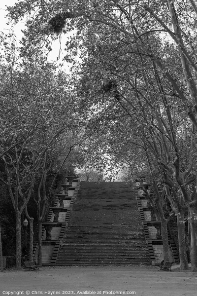 Tree lined steps Picture Board by Chris Haynes