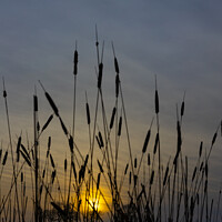 Buy canvas prints of Reeds in the sunset by Chris Haynes