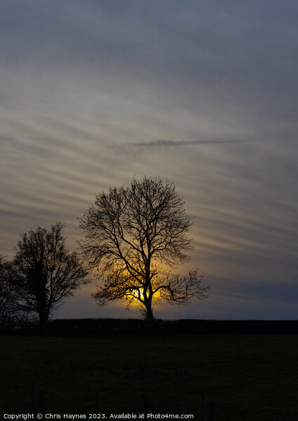 Silhouette of a tree in the sunset Picture Board by Chris Haynes