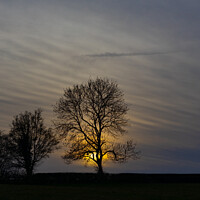 Buy canvas prints of Silhouette of a tree in the sunset by Chris Haynes
