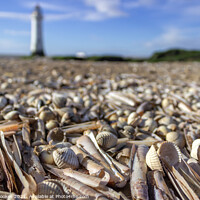 Buy canvas prints of Shells on New Brighton Beach by Philip Brookes