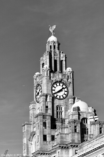Liver building, Liverpool Picture Board by Philip Brookes
