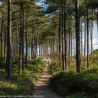 Buy canvas prints of Newborough Forest by Philip Brookes