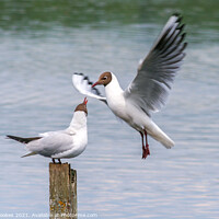 Buy canvas prints of Black-headed Gulls by Philip Brookes