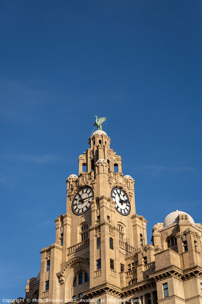 Liver Building Clocktower Picture Board by Philip Brookes