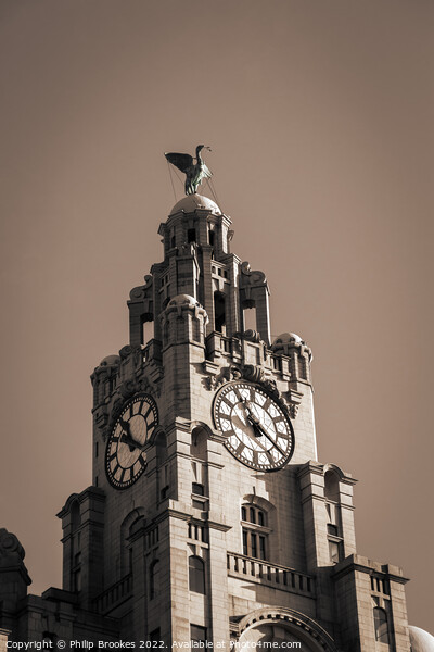 Royal Liver Building Picture Board by Philip Brookes