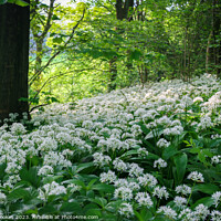 Buy canvas prints of Silverdale Ramsons by Philip Brookes