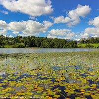 Buy canvas prints of Loughrigg Tarn by Philip Brookes