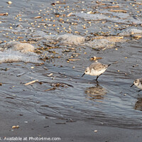 Buy canvas prints of Sanderling chasing the tide by Philip Brookes