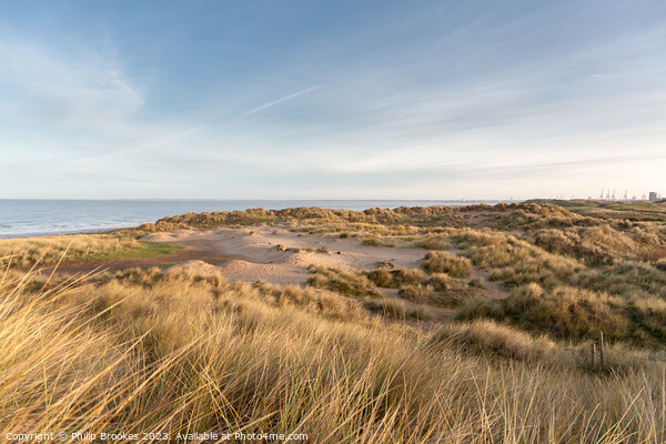 Wallasey Sand Dunes Picture Board by Philip Brookes