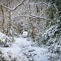 Buy canvas prints of Snowy Path on Bidston Hill by Philip Brookes