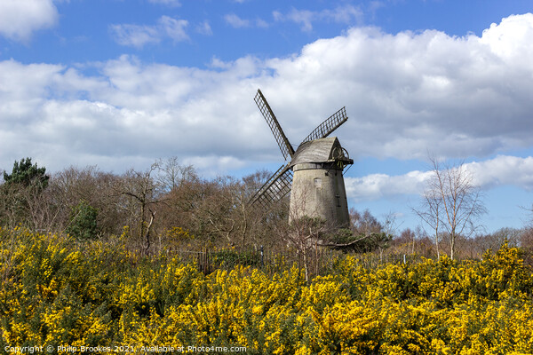 Bidston Windmill in Spring Picture Board by Philip Brookes