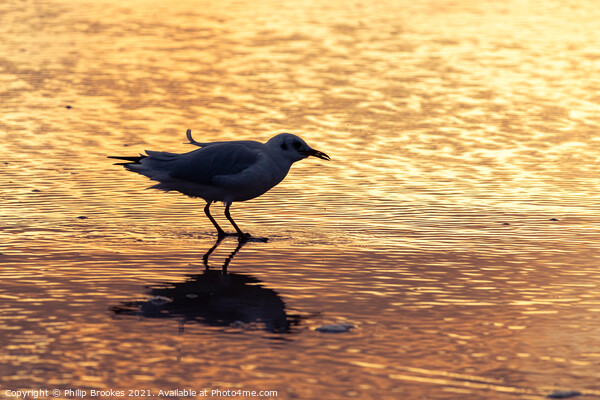 Gull on Beach at Sunrise Picture Board by Philip Brookes