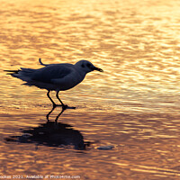 Buy canvas prints of Gull on Beach at Sunrise by Philip Brookes