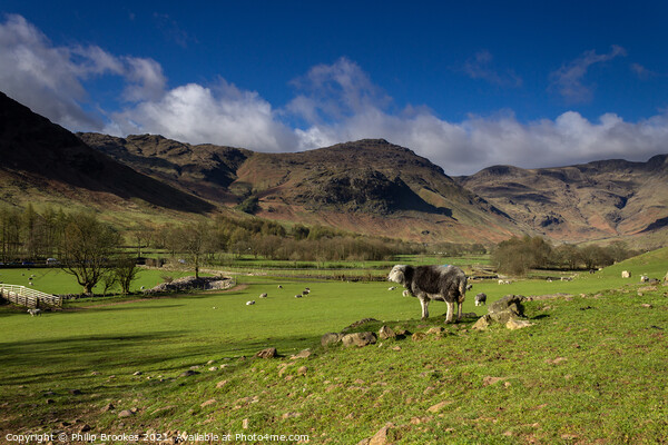 Pike o' Blisco and Langdale Valley Pasture Picture Board by Philip Brookes