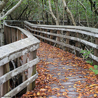 Buy canvas prints of Wooden Boardwalk in the Everglades, Florida, USA by Dietmar Rauscher