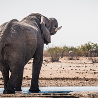 Buy canvas prints of White Etosha Elephant Drinking from Tobiroen Waterhole in Namibi by Dietmar Rauscher