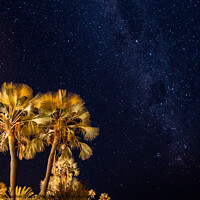 Buy canvas prints of Palm Tree and Night Sky with Palms by Dietmar Rauscher