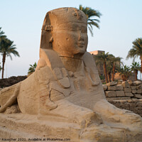 Buy canvas prints of Sphinx at the Entrance of Luxor Tmeple by Dietmar Rauscher