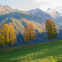 Buy canvas prints of Four Trees with Golden Foliage in a Stunning Alpine Landscape by Dietmar Rauscher