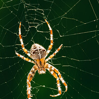 Buy canvas prints of European Garden Spider or Diadem Spider in its Web Close Up by Dietmar Rauscher