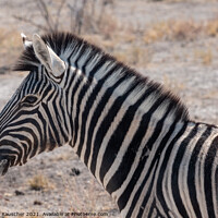 Buy canvas prints of Burchells Zebra Head in Etosha National Park by Dietmar Rauscher