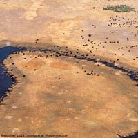 Buy canvas prints of Aerial of Buffalo Herd in Moremi Game REeerve, Okvango Delta by Dietmar Rauscher