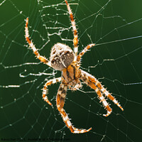 Buy canvas prints of European Garden Spider or Diadem Spider in its Web Close Up by Dietmar Rauscher