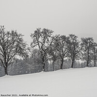 Buy canvas prints of Bare Pear Trees in Winter with Snow in the Mostviertel, Lower Au by Dietmar Rauscher