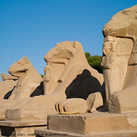 Buy canvas prints of Alley of the Ram Headed Sphinxes in Luxor by Dietmar Rauscher
