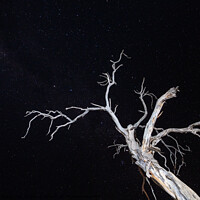 Buy canvas prints of Dry, Bleached, Dead Tree at Night with Star Sky by Dietmar Rauscher