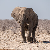Buy canvas prints of African Elephant in Etosha National Park, Namibia by Dietmar Rauscher