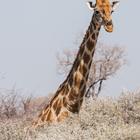 Buy canvas prints of Angolan Giraffe Head and Neck above the Bushes in Etosha Nationa by Dietmar Rauscher