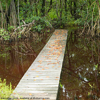 Buy canvas prints of Boardwalk over a Pond in the Everglades, Florida by Dietmar Rauscher