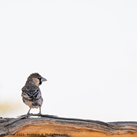 Buy canvas prints of Social Weaver Bird Sitting on Branch by Dietmar Rauscher