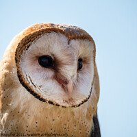 Buy canvas prints of Barn Owl Close Up Portrait of the Head by Dietmar Rauscher
