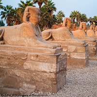 Buy canvas prints of Avenue of Sphinxes in Luxor, Egypt by Dietmar Rauscher