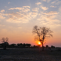 Buy canvas prints of Sunset in African Savanna behind Tree by Dietmar Rauscher