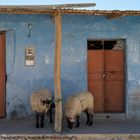 Buy canvas prints of Sheep on Front Porch in Colca Valley, Peru by Dietmar Rauscher