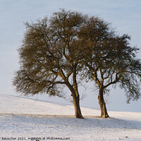 Buy canvas prints of Two Trees in a Snowy Winter Landscape by Dietmar Rauscher