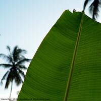 Buy canvas prints of Green Banana Leaf, Palm Trees  by Dietmar Rauscher