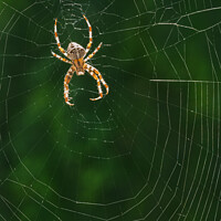Buy canvas prints of European Garden Spider or Diadem Spider in its Web by Dietmar Rauscher